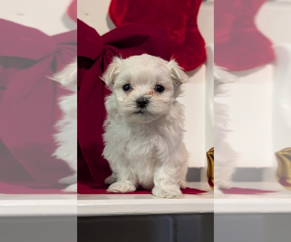 Medium Photo #54 Maltese Puppy For Sale in GOSHEN, IN, USA