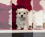 Small Photo #54 Maltese Puppy For Sale in GOSHEN, IN, USA
