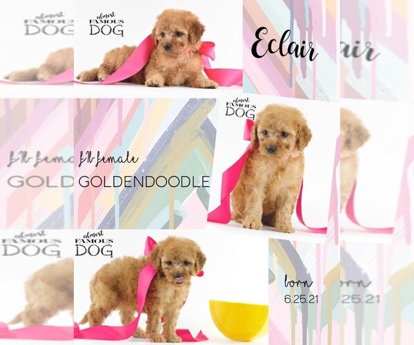 Medium Photo #1 Goldendoodle Puppy For Sale in SPRING BRANCH, TX, USA
