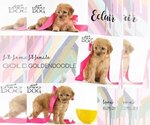 Small Photo #1 Goldendoodle Puppy For Sale in SPRING BRANCH, TX, USA