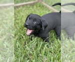 Small Photo #7 Labrador Retriever Puppy For Sale in MAGNOLIA, TX, USA