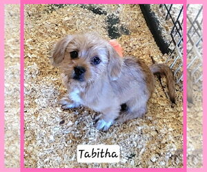 Mutt Dogs for adoption in Granbury, TX, USA