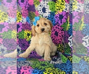 Cock-A-Poo Puppy for sale in LINCOLN UNIV, PA, USA