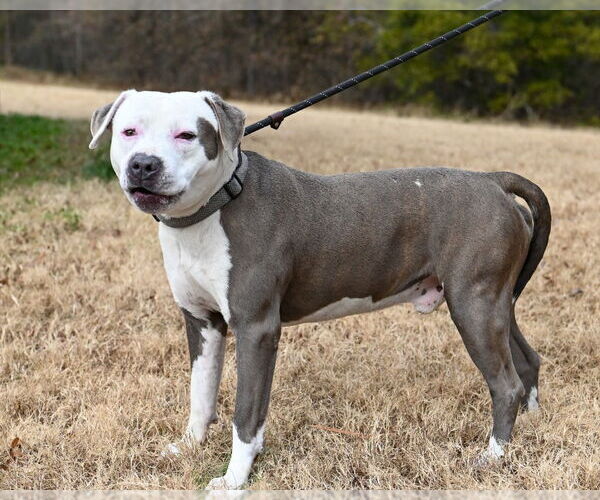 Medium Photo #2 Mutt Puppy For Sale in Glen Allen, VA, USA