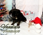 Small Photo #4 Australian Retriever Puppy For Sale in DUNCAN, OK, USA