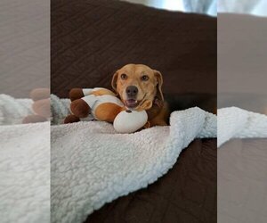 Beagle Dogs for adoption in Gloucester, VA, USA