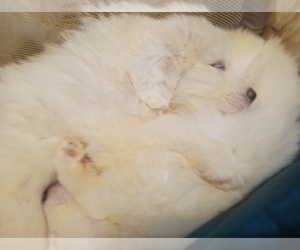 Great Pyrenees Puppy for sale in IDAHO FALLS, ID, USA