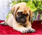 Small Photo #12 Mastiff Puppy For Sale in WAKARUSA, IN, USA