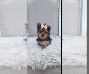 Yorkshire Terrier Puppy for sale in INDIANAPOLIS, IN, USA