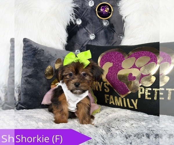 Medium Photo #1 Shorkie Tzu Puppy For Sale in GRIFFITH, IN, USA