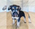 Puppy Orange collar French Bulldog-Poodle (Miniature) Mix