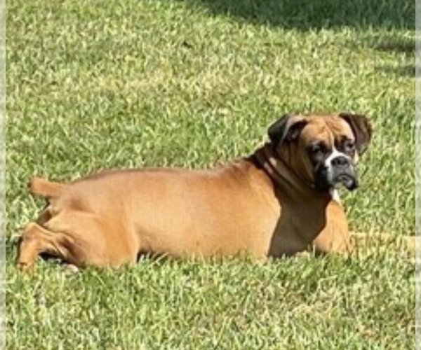 Medium Photo #1 Boxer Puppy For Sale in SCOBEY, MS, USA