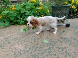 Cavalier King Charles Spaniel Puppy for sale in SALEM, OR, USA