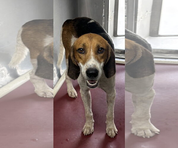 Medium Photo #1 Mutt Puppy For Sale in Rustburg, VA, USA