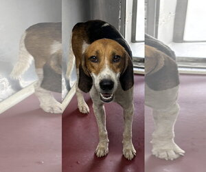 Mutt Dogs for adoption in Rustburg, VA, USA