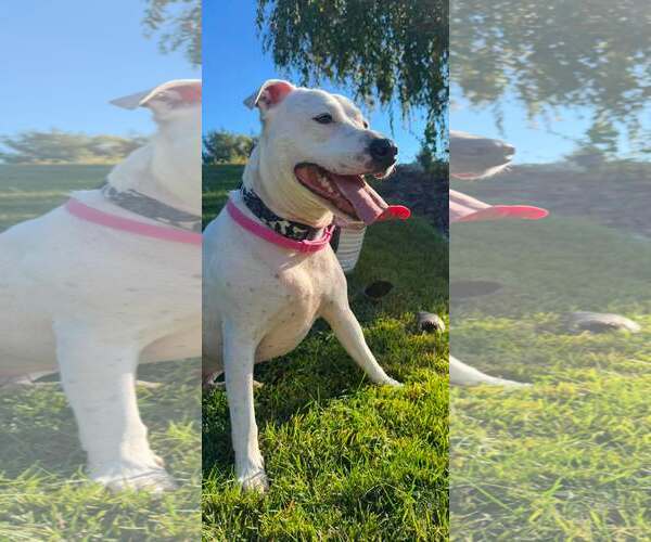 Medium Photo #4 American Staffordshire Terrier-Unknown Mix Puppy For Sale in Shillington, PA, USA