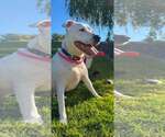 Small Photo #4 American Staffordshire Terrier-Unknown Mix Puppy For Sale in Shillington, PA, USA