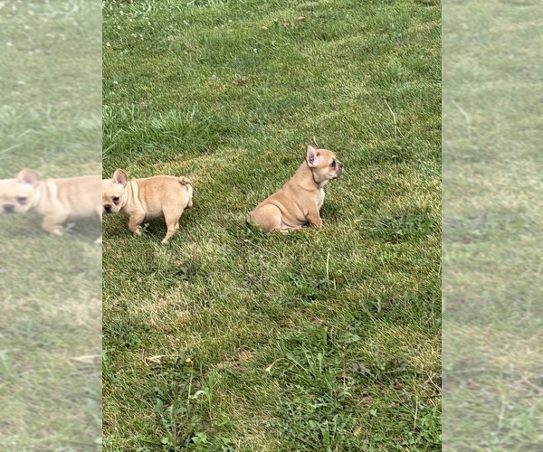 Medium Photo #19 French Bulldog Puppy For Sale in CEDAR RAPIDS, IA, USA