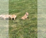 Small #18 French Bulldog