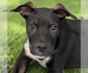 Mutt Dogs for adoption in San Diego, CA, USA