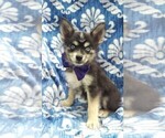 Small Pomsky