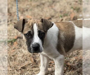 Saint Bernard-Unknown Mix Dogs for adoption in Yardley, PA, USA