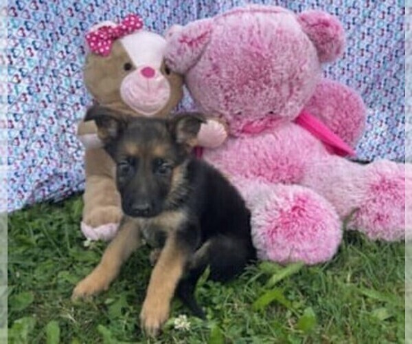 Medium Photo #1 German Shepherd Dog Puppy For Sale in RIGA, MI, USA