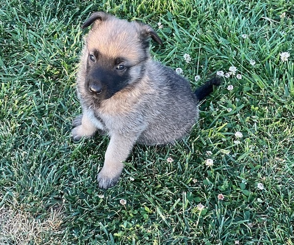 Medium Photo #2 Belgian Malinois Puppy For Sale in LINCOLNTON, NC, USA