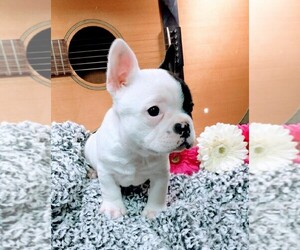 French Bulldog Puppy for sale in FREDERICKSBG, OH, USA
