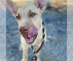 Small Photo #10 Labrador Retriever-Unknown Mix Puppy For Sale in San Diego, CA, USA