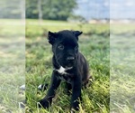 Small #3 Cane Corso