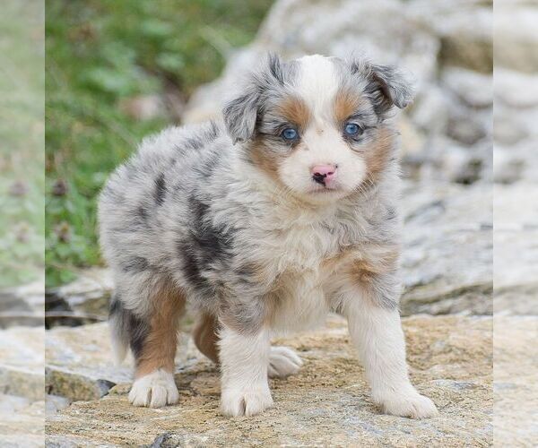 Medium Photo #1 Miniature Australian Shepherd Puppy For Sale in EPHRATA, PA, USA