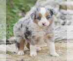 Small Photo #1 Miniature Australian Shepherd Puppy For Sale in EPHRATA, PA, USA