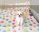 Small #6 Maltipoo (Toy)