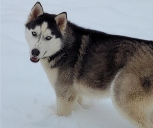 Mother of the Siberian Husky puppies born on 12/27/2020