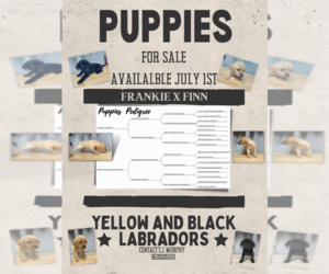 Labrador Retriever Litter for sale in FAIRBANK, IA, USA