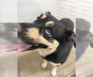 Siberian Husky-Unknown Mix Dogs for adoption in San Bernardino, CA, USA