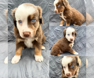 Miniature Australian Shepherd Puppy for sale in BROOKER, FL, USA