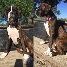 Boxer Puppy for sale in BEDIAS, TX, USA