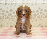 Small #2 Cavapoo