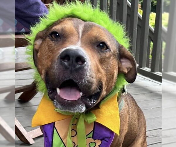 Medium Photo #39 American Pit Bull Terrier-Unknown Mix Puppy For Sale in Germantown, OH, USA