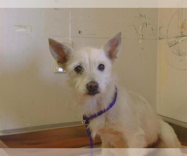 Medium Photo #1 Mutt Puppy For Sale in Sacramento, CA, USA