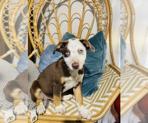 German Shepherd Dog-Miniature Australian Shepherd Mix Dog for Adoption in MANSFIELD, Texas USA