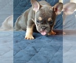 Small Photo #50 French Bulldog Puppy For Sale in MANHATTAN, NY, USA