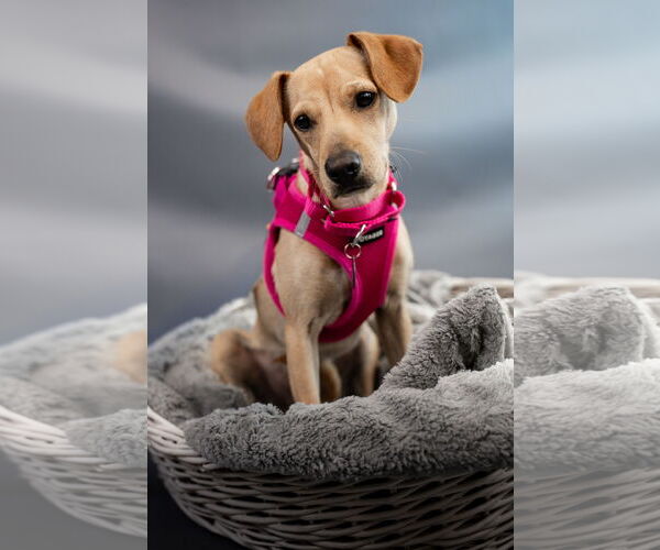 Medium Photo #2 Jack Russell Terrier-Labrador Retriever Mix Puppy For Sale in Princeton, MN, USA