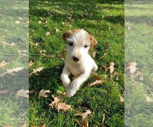 Jack Russell Terrier Puppy for sale in IDAHO FALLS, ID, USA