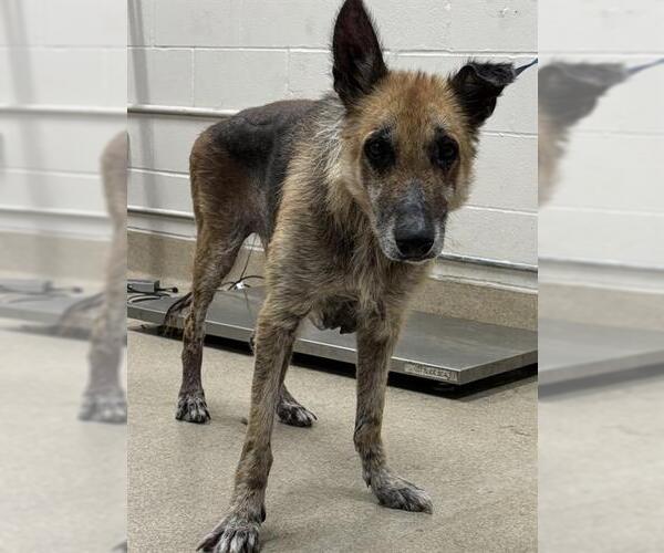 Medium Photo #1 German Shepherd Dog-Unknown Mix Puppy For Sale in Grand Prairie, TX, USA