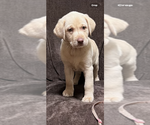 Puppy Puppy 2 Labrador Retriever