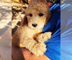 Goldendoodle Puppy for sale in BRIARCLIFF, TX, USA