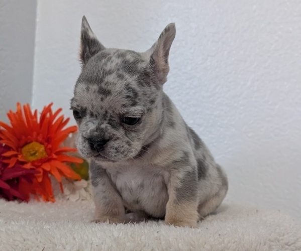Medium Photo #36 French Bulldog Puppy For Sale in GOSHEN, IN, USA